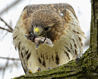 RED-TAILED HAWK