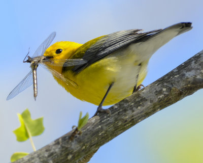 PROTHONOTARY WARBLER