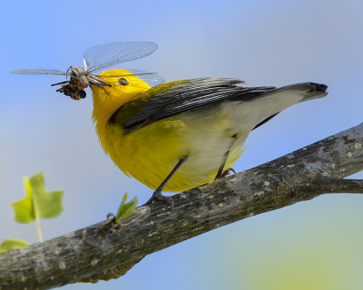 PROTHONOTARY WARBLER