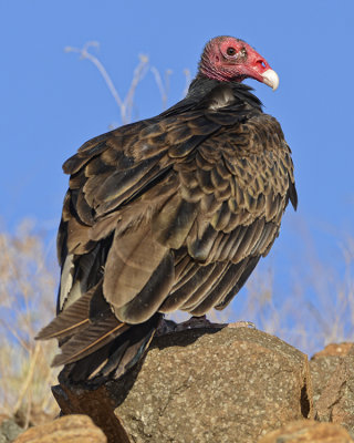 TURKEY VULTURE