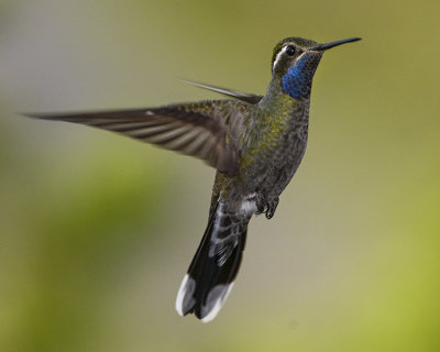 BLUE-THROATED HUMMINGBIRD