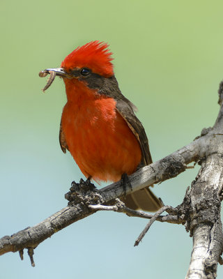 VERMILLION FLYCATCHER