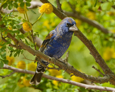 BLUE GROSBEAK