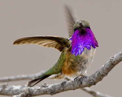 LUCIFER HUMMINGBIRD