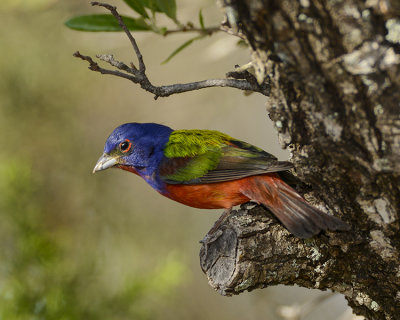 PAINTED BUNTING
