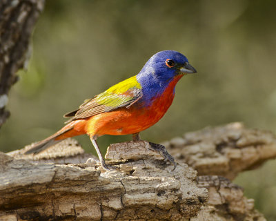 PAINTED BUNTING