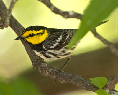 GOLDEN-CHEEKED WARBLER