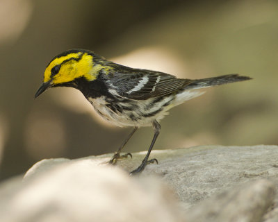 GOLDEN-CHEEKED WARBLER