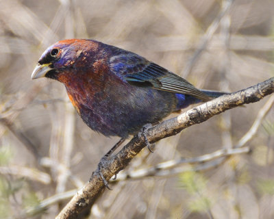 VARIED BUNTING