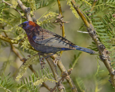 VARIED BUNTING