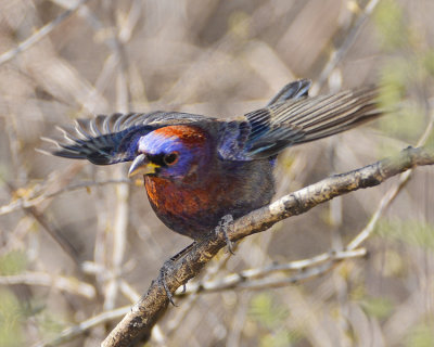 VARIED BUNTING