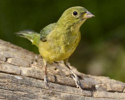 PAINTED BUNTING