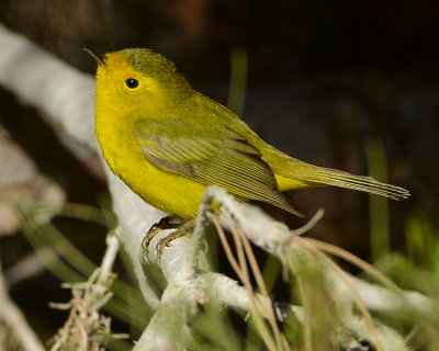 WILSON'S WARBLER