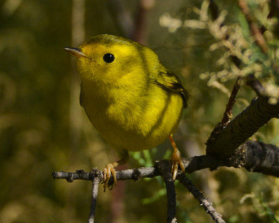 WILSONS WARBLER