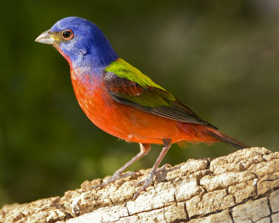 PAINTED BUNTING