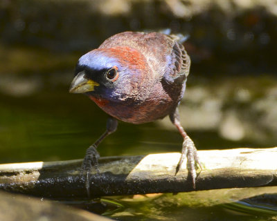 VARIED BUNTING