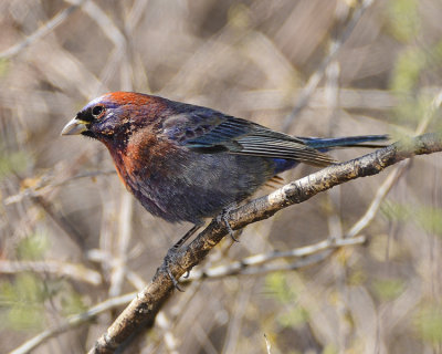 VARIED BUNTING