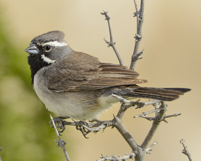 BLACK-THROATED SPARROW