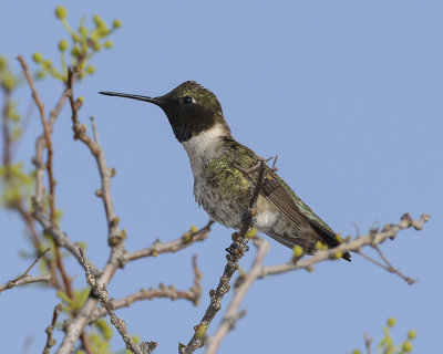 BLACK-CHINNED HUMMINGBIRD