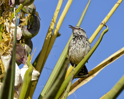 CACTUS WREN