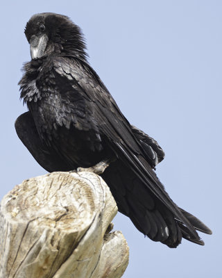 COMMON RAVEN