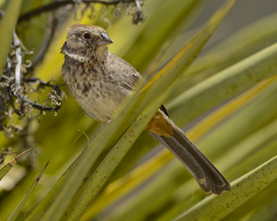 CANYON TOWHEE