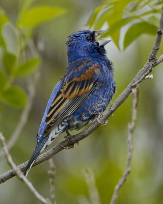 BLUE GROSBEAK