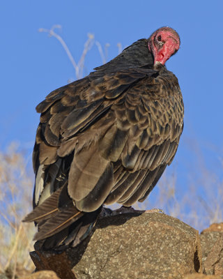 TURKEY VULTURE