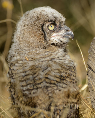 GREAT HORNED OWL