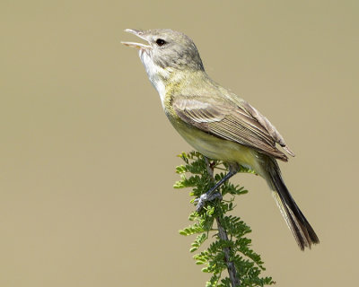 BELL'S VIREO