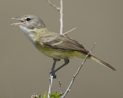 BELL'S VIREO