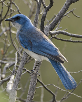 MEXICAN JAY