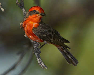 VERMILLION FLYCATCHER