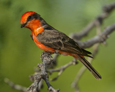 VERMILLION FLYCATCHER