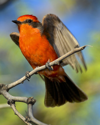 VERMILLION FLYCATCHER