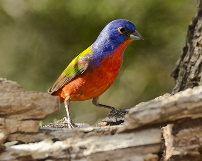 PAINTED BUNTING