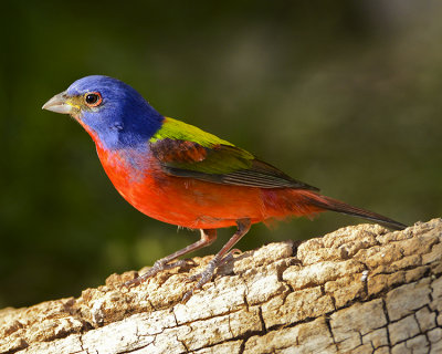 PAINTED BUNTING