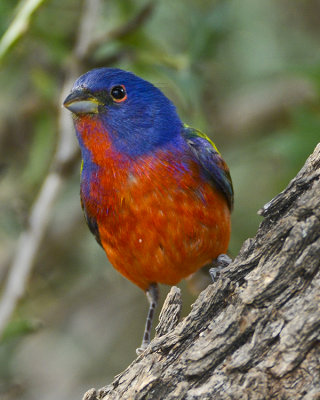 PAINTED BUNTING