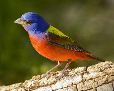 PAINTED BUNTING