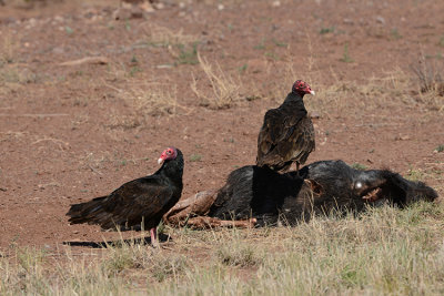 TURKEY VULTURE