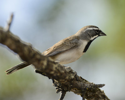 BLACK-THROATED SPARROW