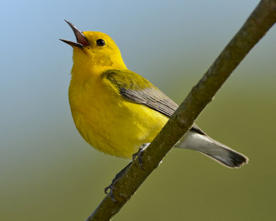 PROTHONOTARY WARBLER