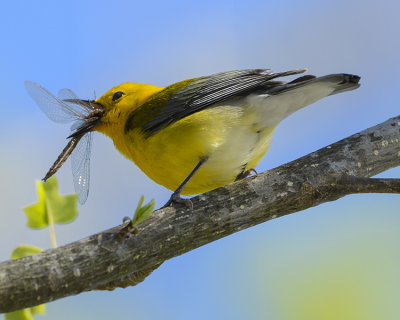 PROTHONOTARY WARBLER