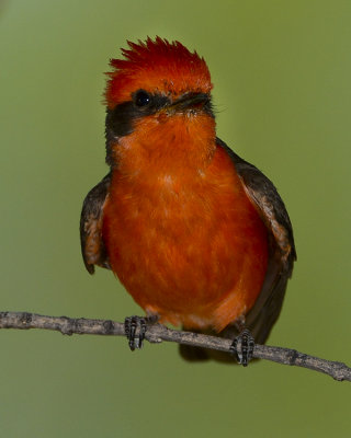 VERMILLION FLYCATCHER