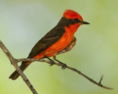 VERMILLION FLYCATCHER