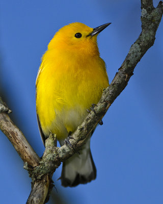 PROTHONOTARY WARBLER