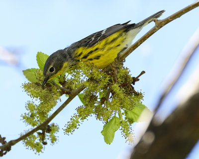 MAGNOLIA WARBLER