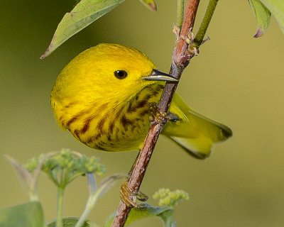 YELLOW WARBLER