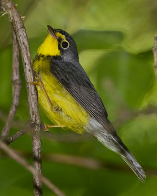 CANADA WARBLER