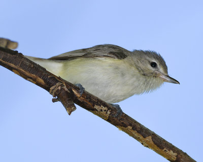 WARBLING VIREO